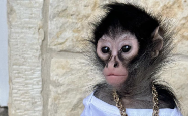 Jorgie Boy Jorgie Boy