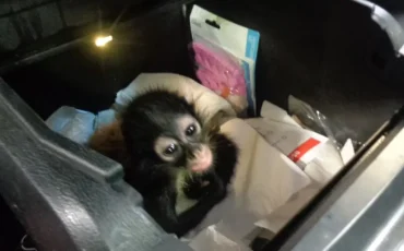 Poor-Jorgie Poor-Jorgie