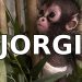 Save-Jorgie Save-Jorgie